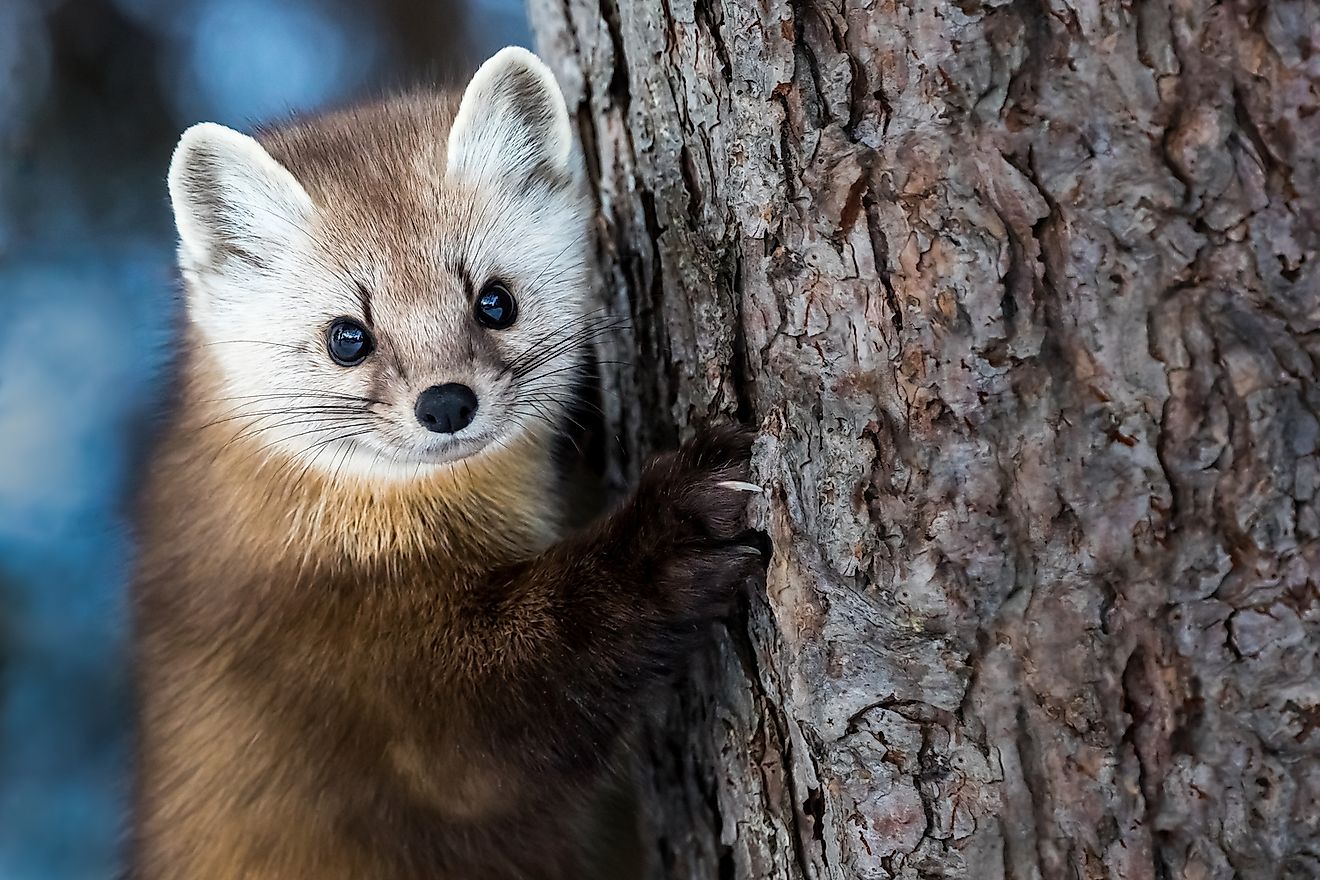 An American marten. Image credit: RT Images/Shutterstock.com