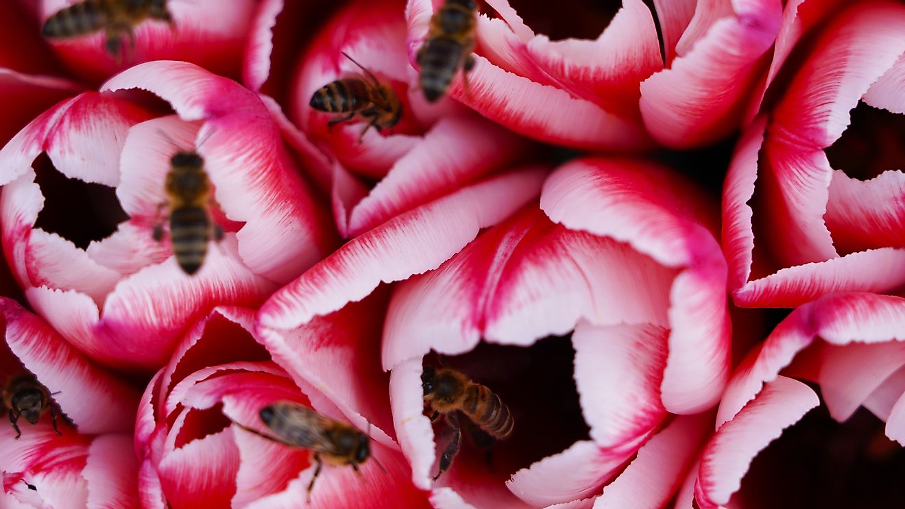Honey bees visiting flowers for nectar. Image credit: Artem Pachkovskyi/Shutterstock.com