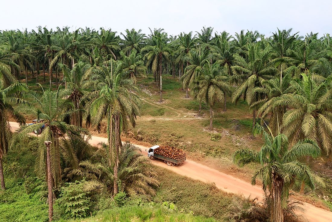 Palm oil production take up about 12 million hectares in Indonesia. 