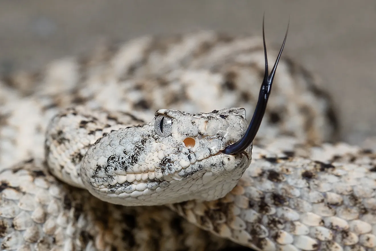 A speckled rattlesnake (Crotalus pyrrhus)