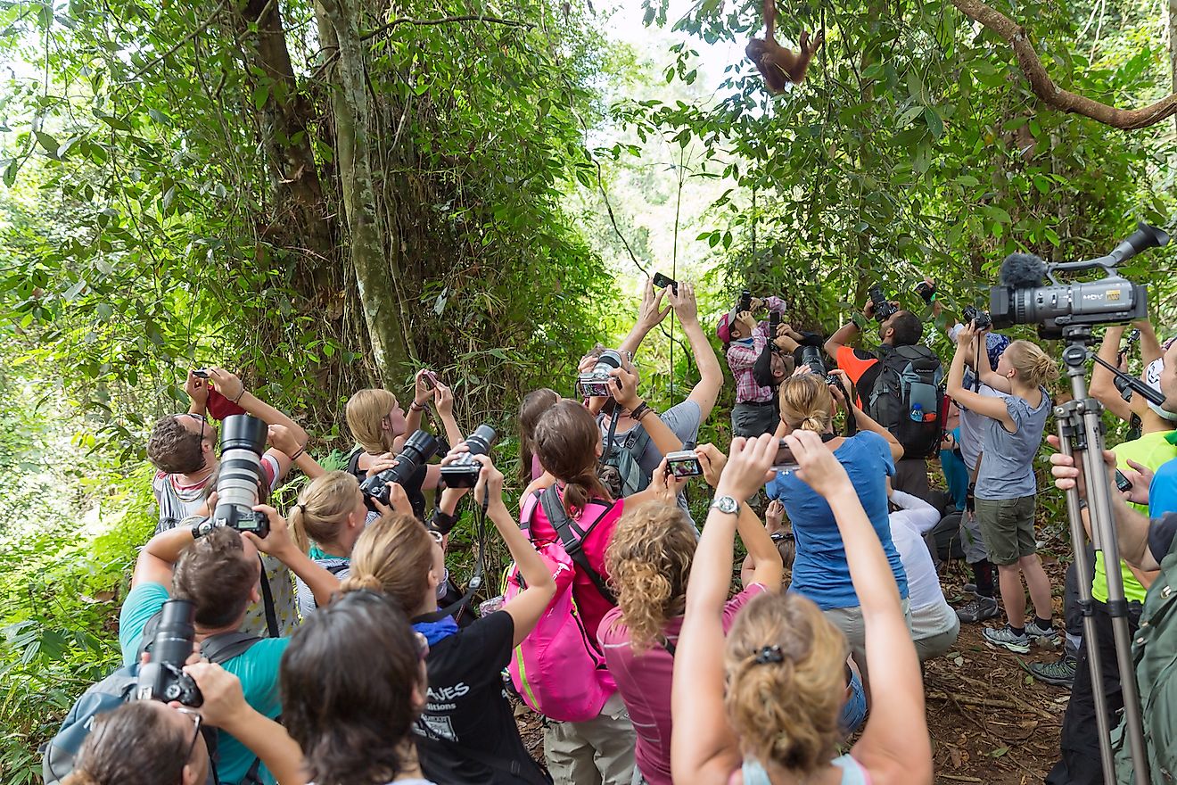 A group of tourists photographing a baby orangutan at the Gunung Leuser National Park in Indonesia. Image credit: Dennis van de Water/Shutterstock.com