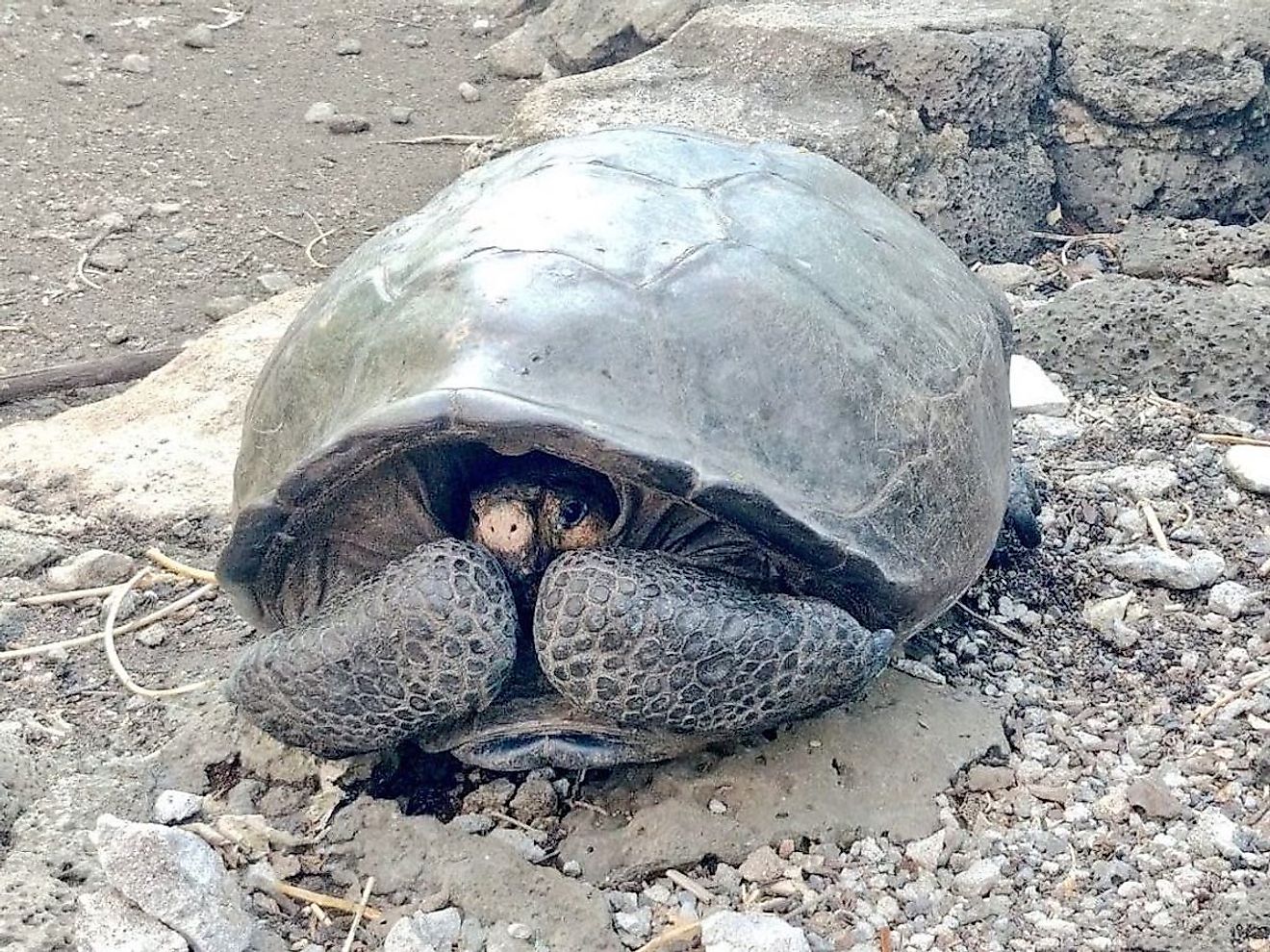 A Fernandina giant tortoise. Image credit: www.globalwildlife.org
