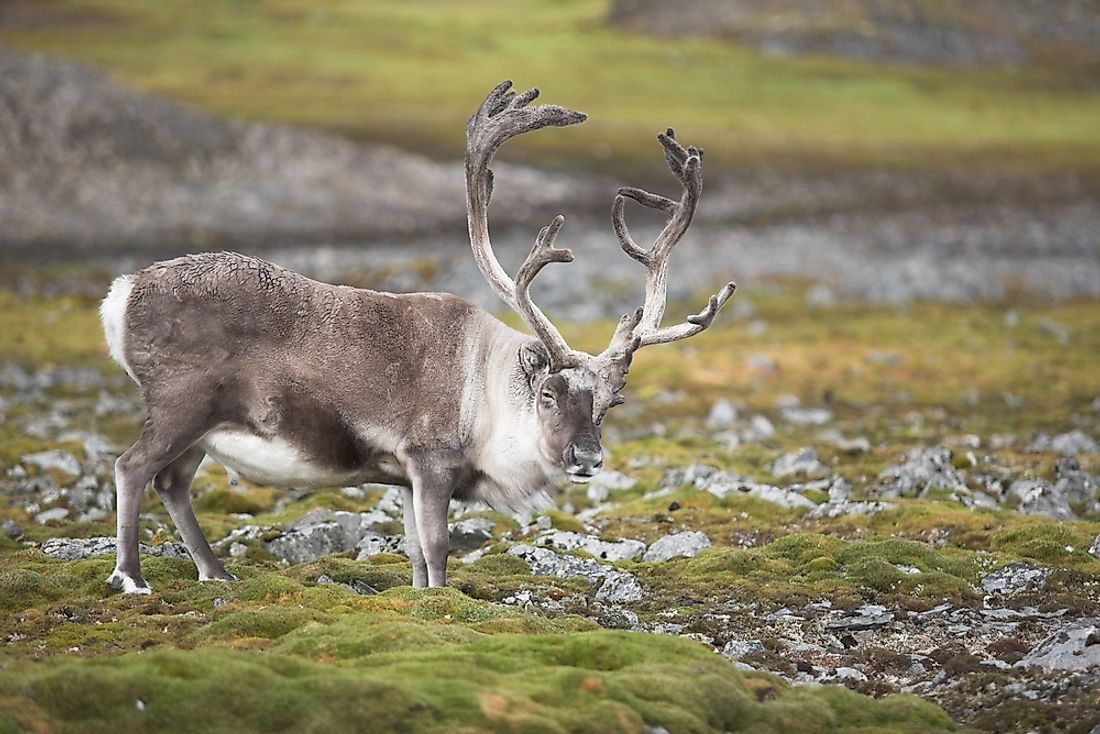 A reindeer in the tundra. 