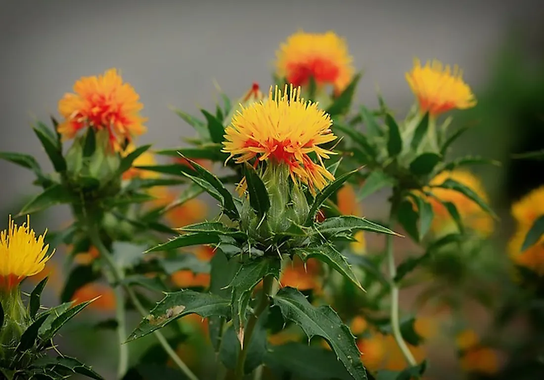 Safflower plants in a crop-field.