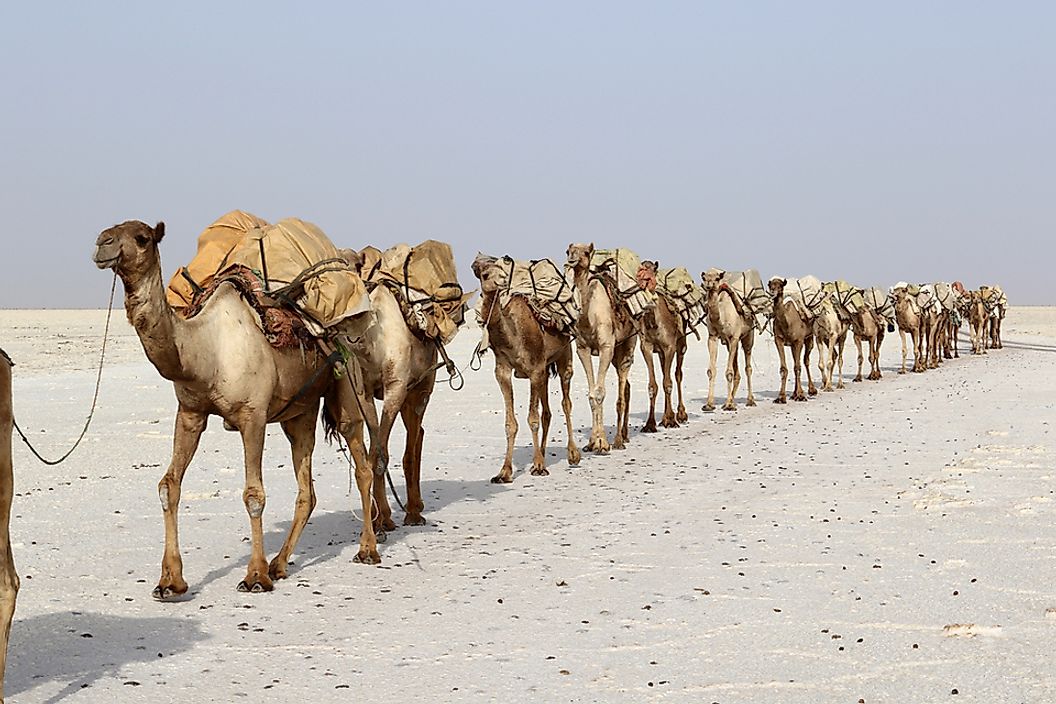 A caravan of camels carrying salt in the Danakil Desert.