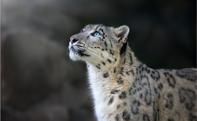 The majestic snow leopard.