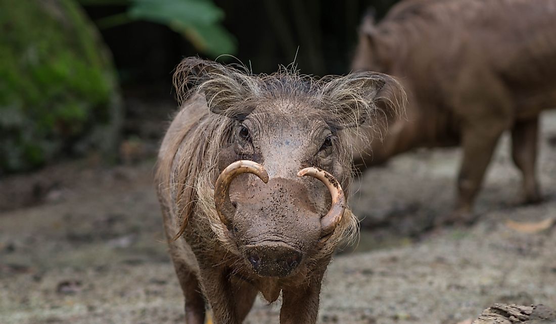 The North Sulawesi Babirusa is listed as a vulnerable species.