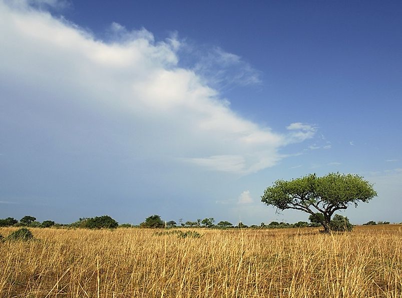 Cameroonian grasslands in the Adamawa Plateau region.