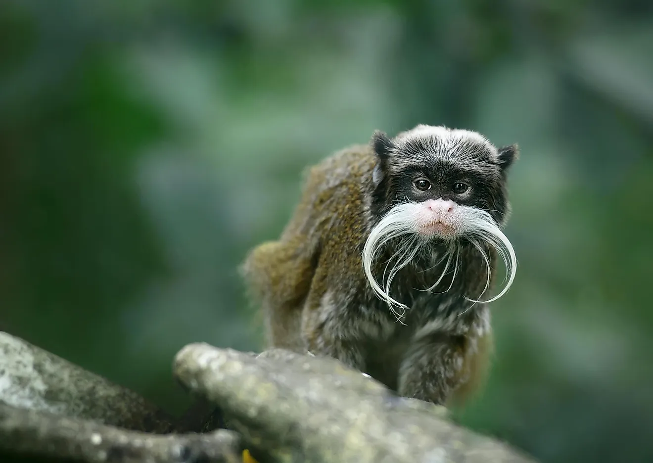 The Bearded Emperor Tamarin is famous for its iconic whiskers, which are said to resemble the facial hair of Wilhelm II, the last emperor of Germany.