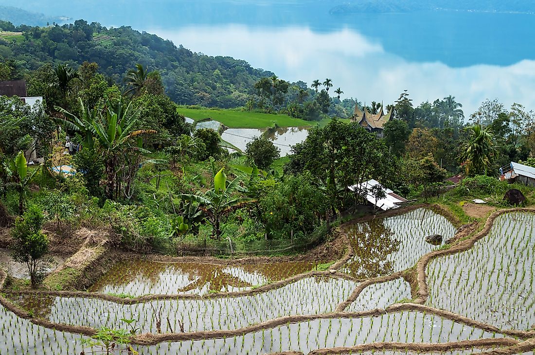 The Lake Maninjau rice terraces in Sumatra, Indonesia. 