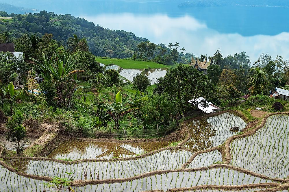 The Lake Maninjau rice terraces in Sumatra, Indonesia. 