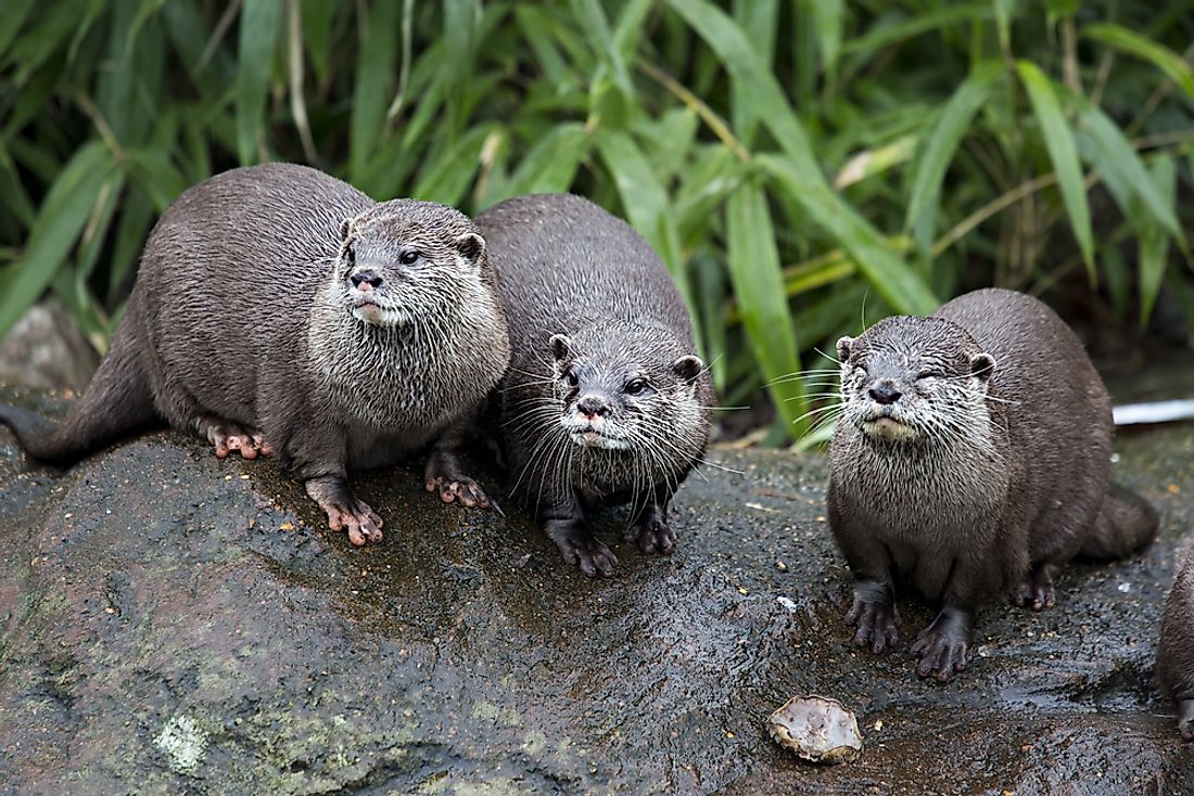 The European otter can be found in Sweden. 