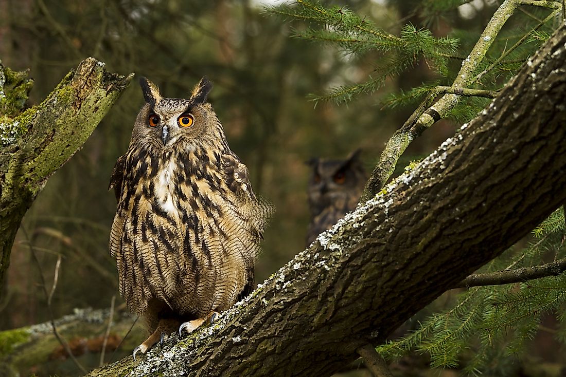 The Eurasian eagle owl is the world's largest owl species. 
