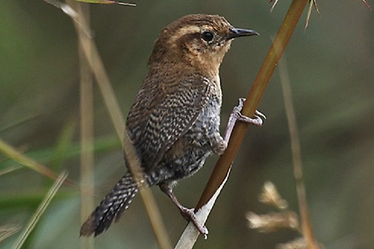 The critically endangered Santa Marta Wren.