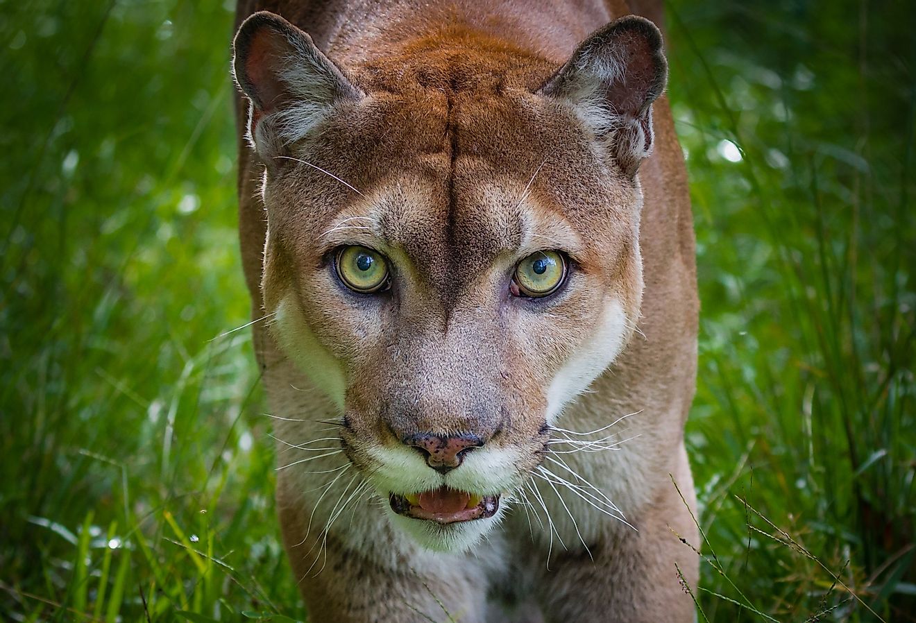 Close up of a Florida panther, the state animal.
