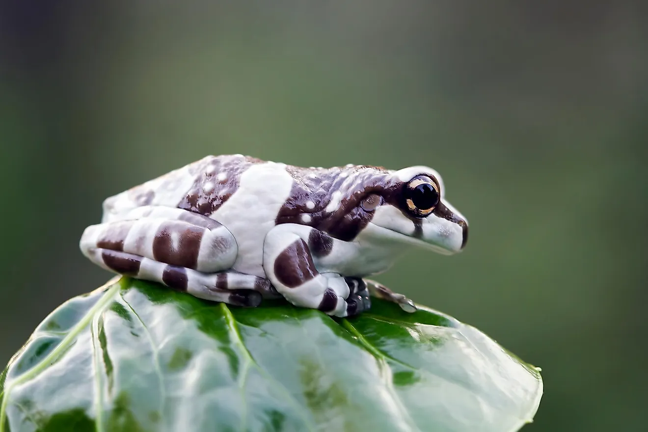 When covered with the milky fluid, the frog stays nicely hydrated.