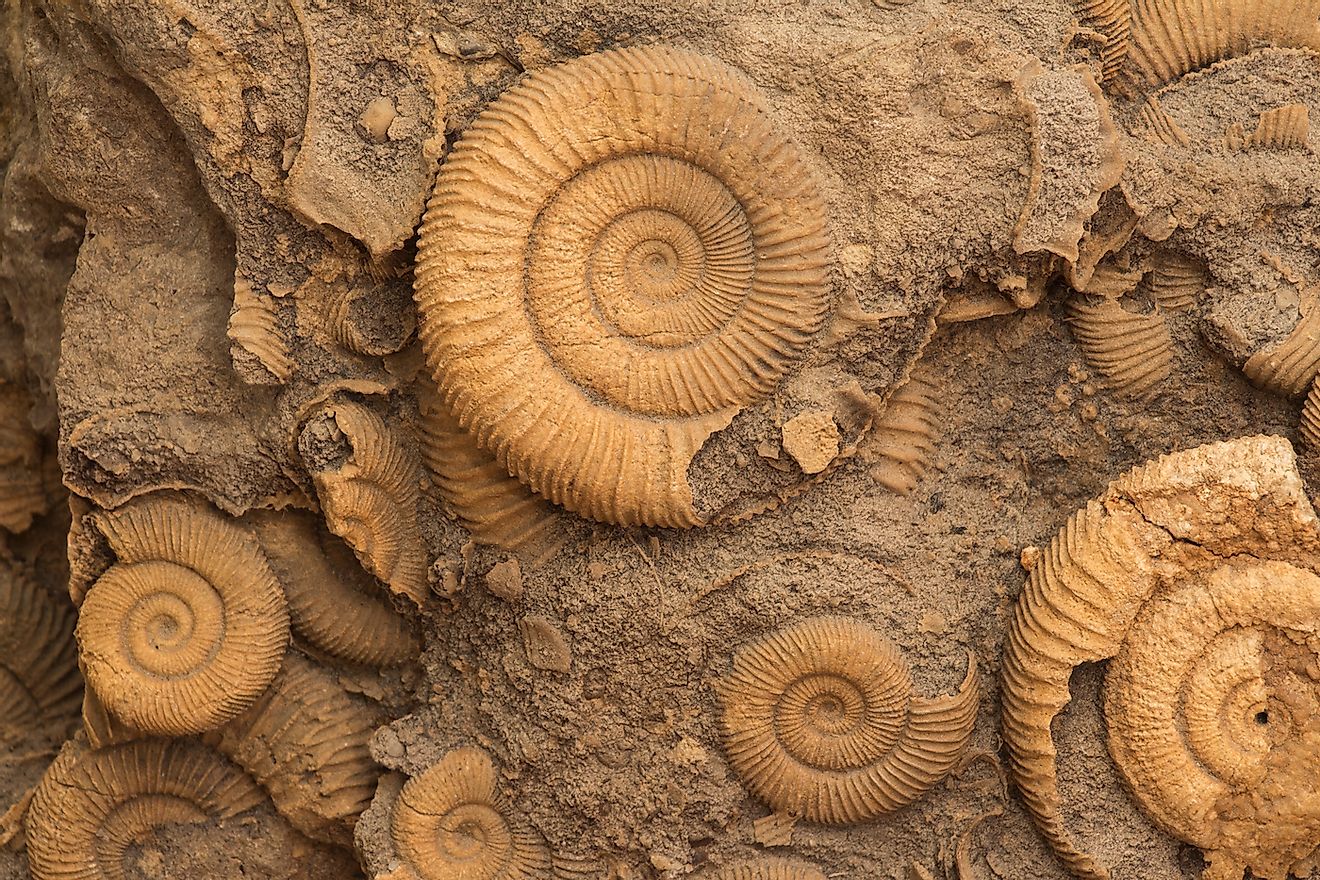 Ammonite Fossils from the Jurassic. Image credit: Bas van der Pluijm/Shutterstock.com