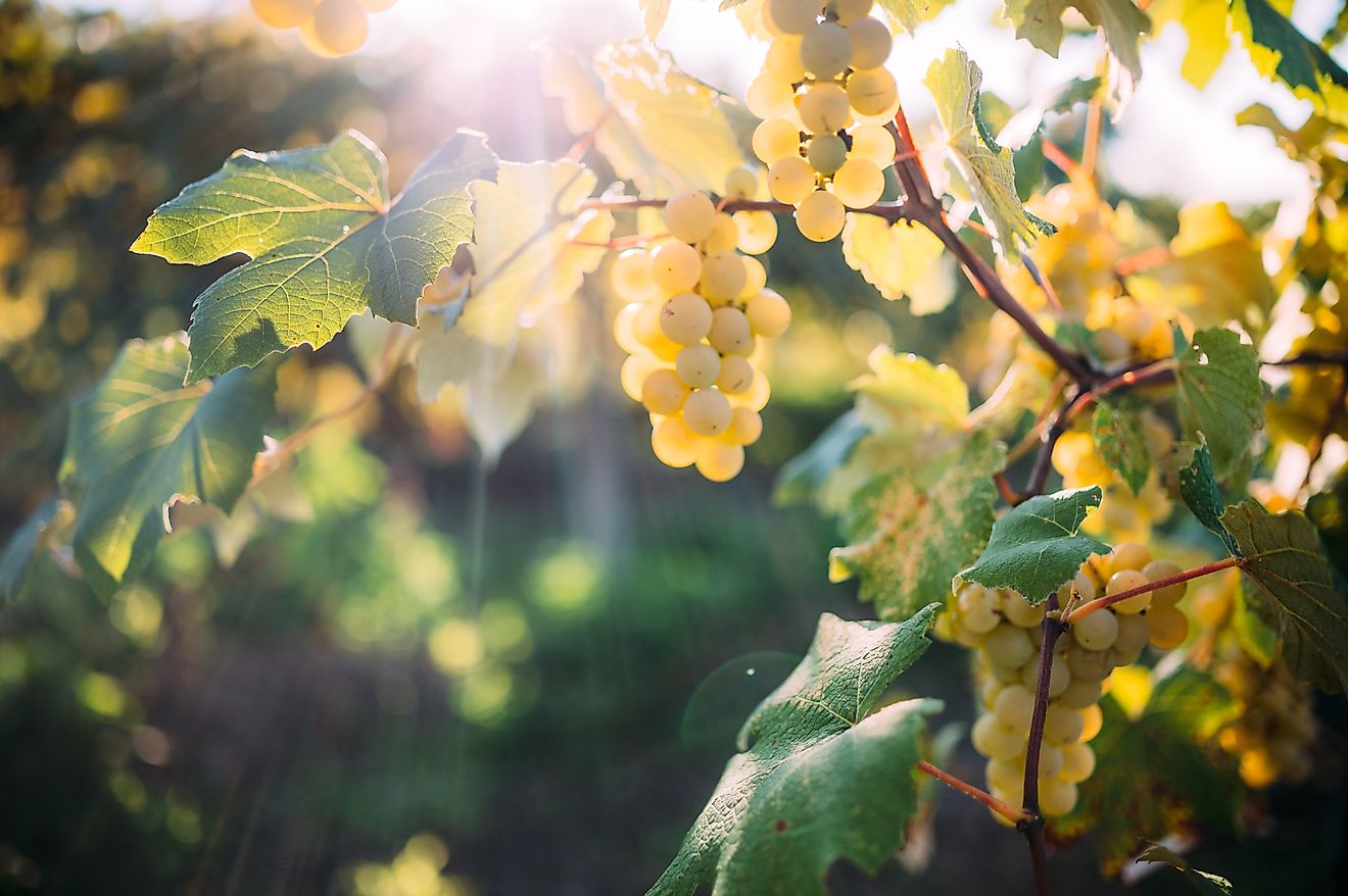 Plump white grapes on vines in Pennsylvania.