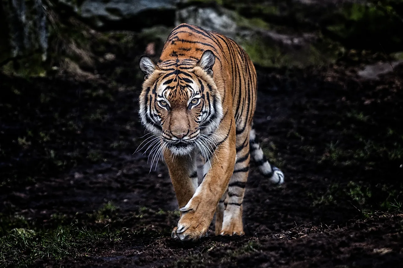 Malayan Tiger. 