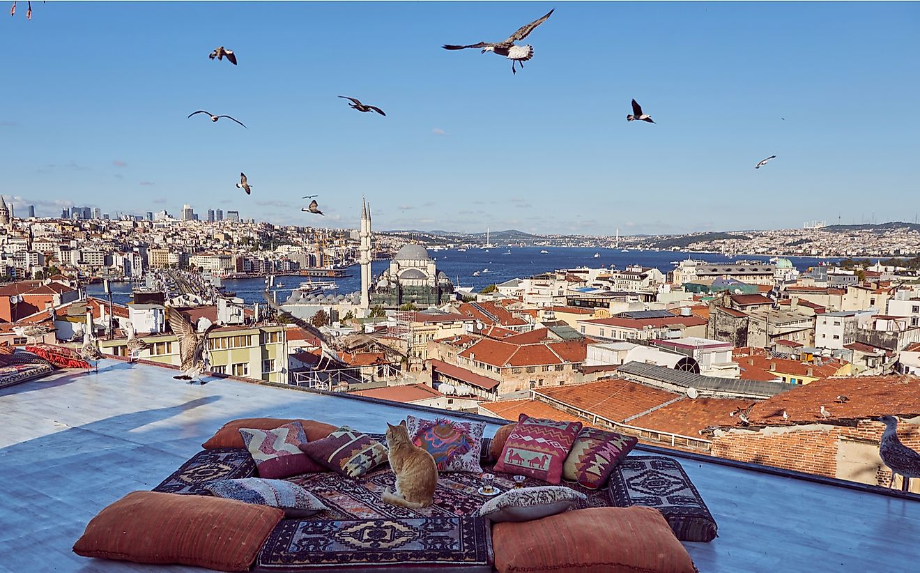 A cat looks out at the skyline of Istanbul. 