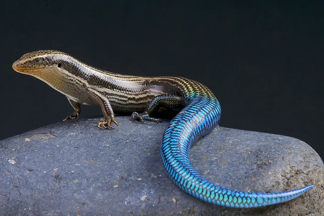 The Gran Canaria skink, native to the island of Gran Canaria. 