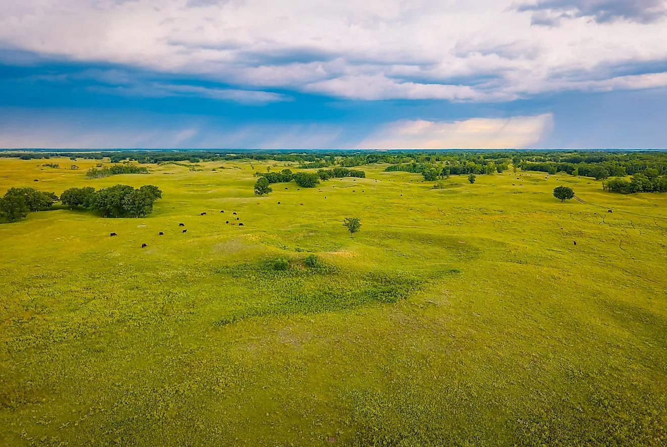 An expansive aerial view captures cattle grazing and feeding across the vast, undulating landscapes of the Sheyenne National Grassland in North Dakota