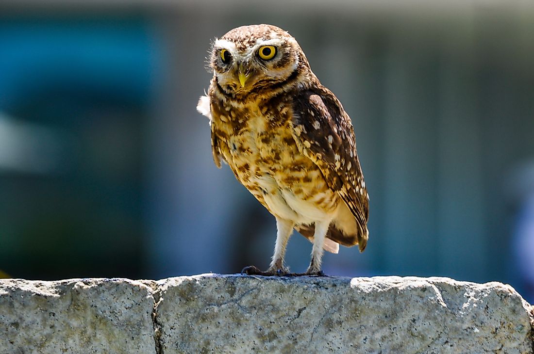 Some owls, like the burrowing owl, are more common than others. 