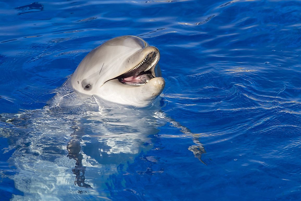 Bottlenoses are the most common and well-known members of the dolphin family of aquatic mammals, Delphinidae.