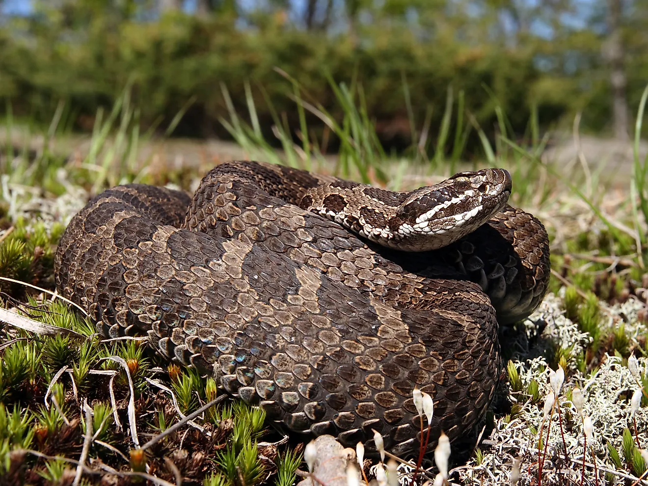 A rare Eastern Massasauga Rattlesnake, native to Pennsylvania.