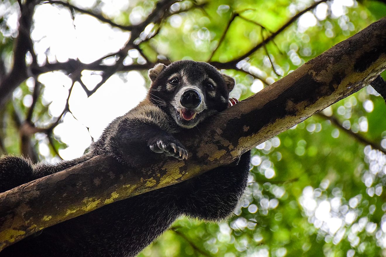 Coatimundi, also known as white-nosed coati, is a coati species belonging to the family Procyonidae.