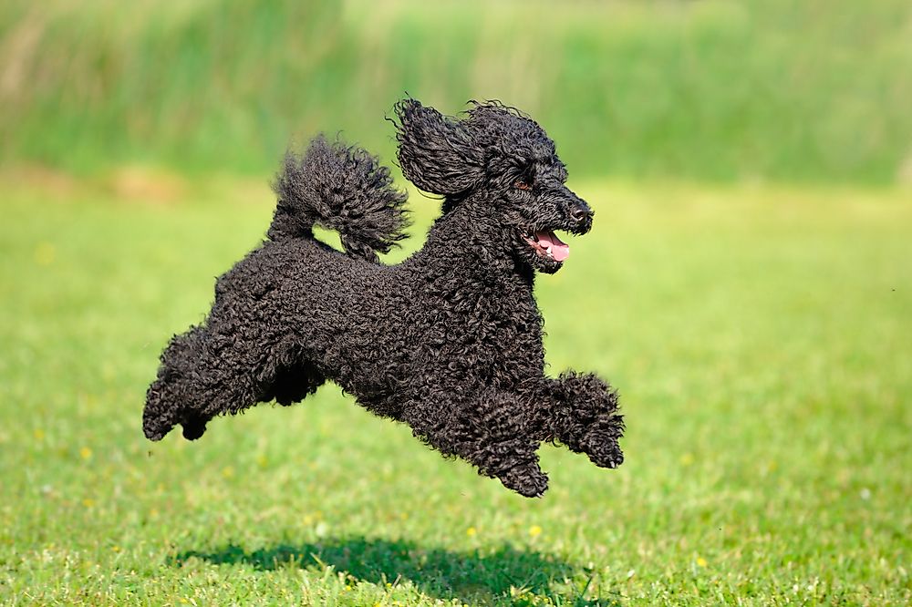 A Poodle running.