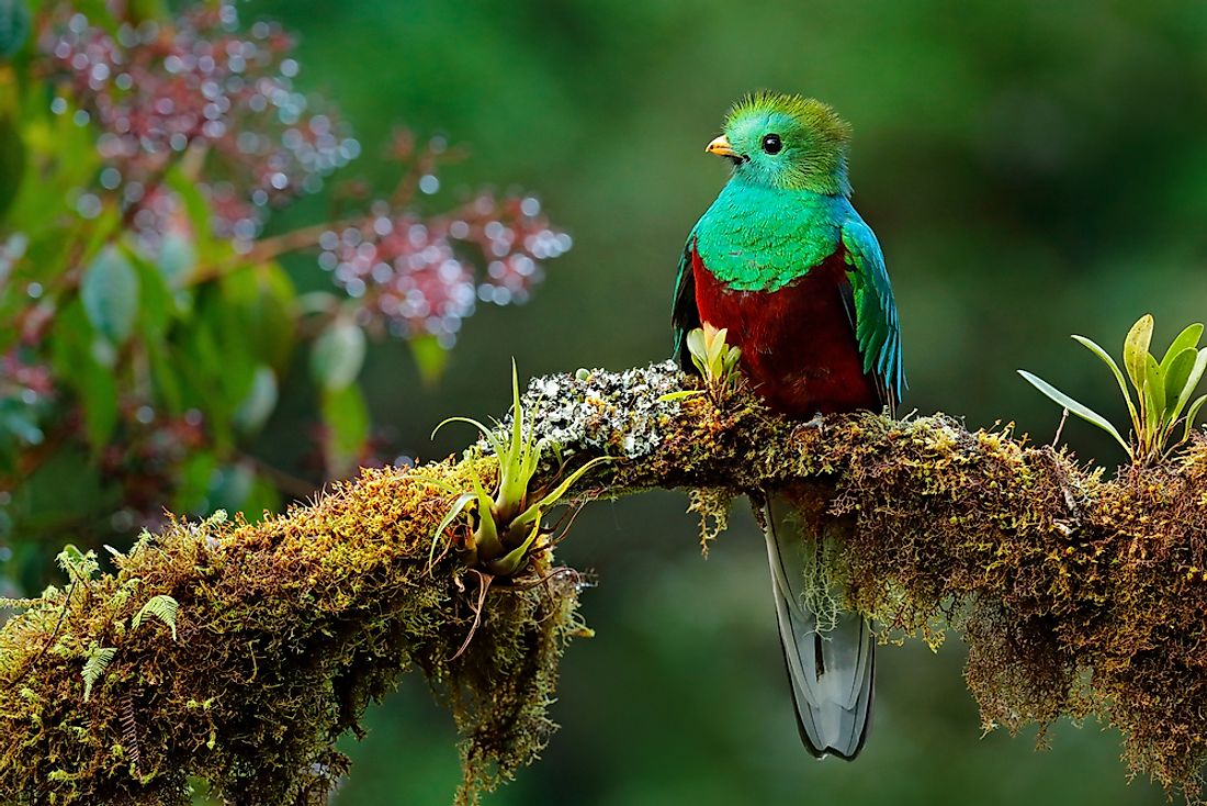 The resplendent quetzal is the largest bird of the trogon species. 