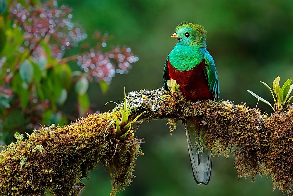 The resplendent quetzal is the largest bird of the trogon species. 