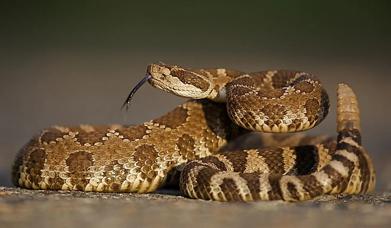 A Western rattlesnake