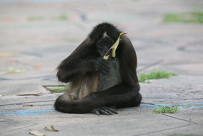 Black-headed Spider Monkey at Finca Biotematica de Megua, near Baranoa, Colombia