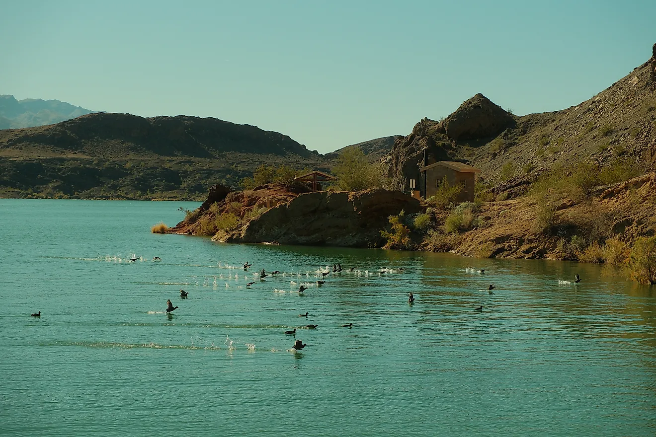 Coot birds flying over water in Lake Havasu, Arizona.