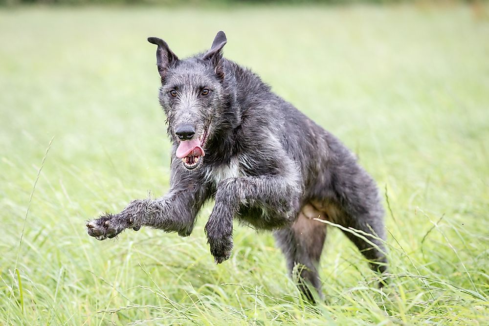 A Scottish deerhound running.