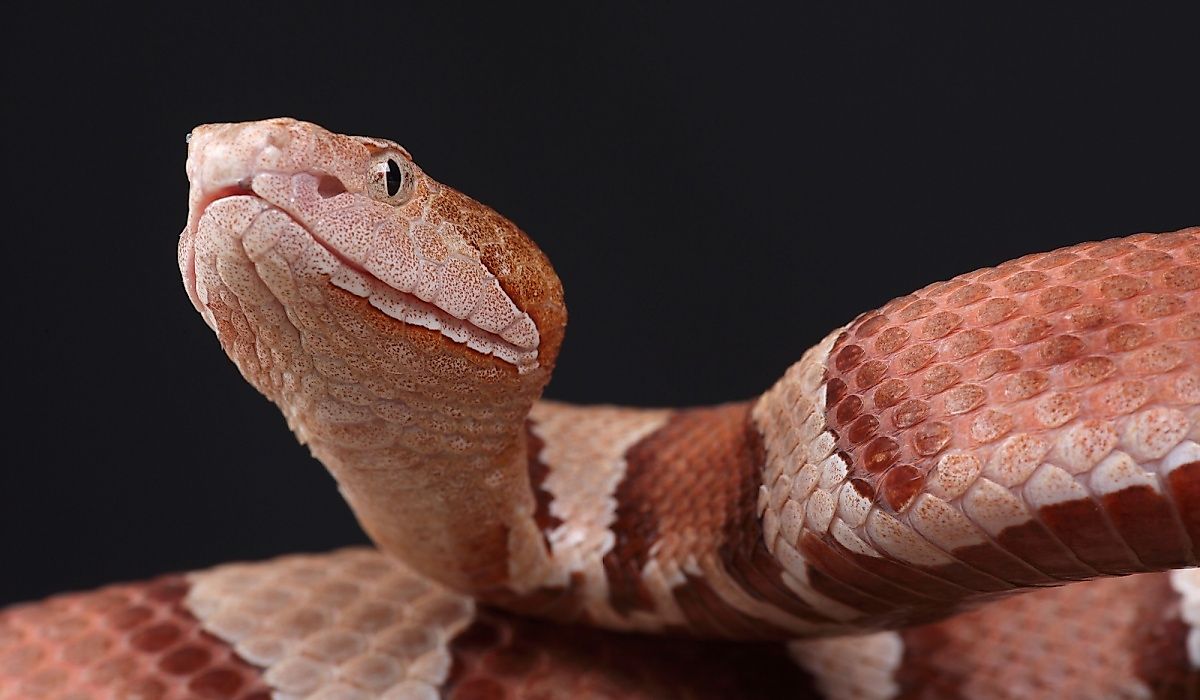 A portrait of an Eastern Copperhead against a black background. Eastern Coppherheads are commonly seen throughout parks in Pennsylvania. 