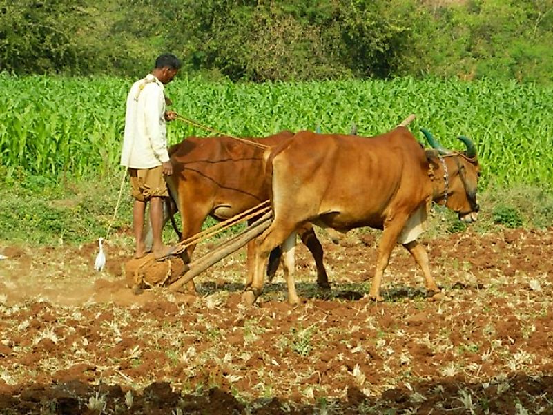 Animal domestication for food and labor helped the shift from migratory, hunter-gather lifestyles to agricultural ones.