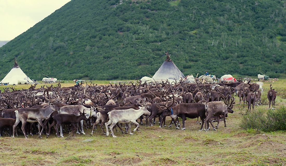 Nomadic reindeer breeders in Yamal, Russia.