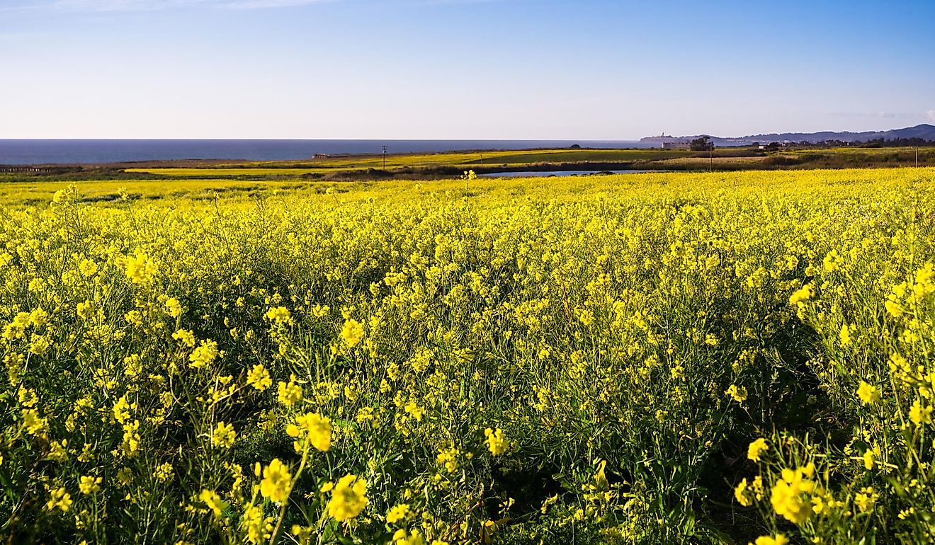 Fields of wild mustard on the Pacific Ocean coastline close to Half Moon Bay, California