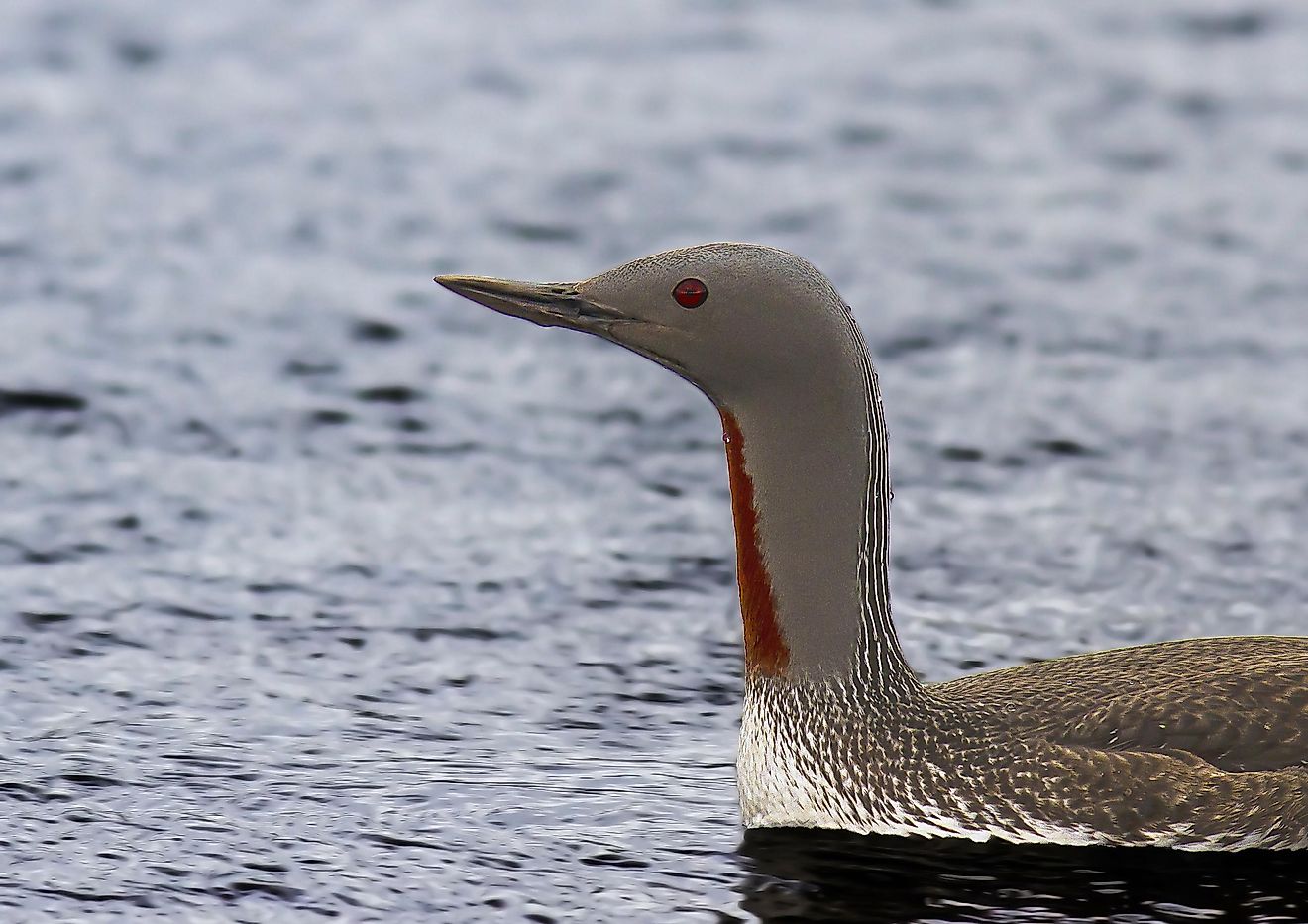 The red-throated loon is a bird that can be found in Kazakhstan. 