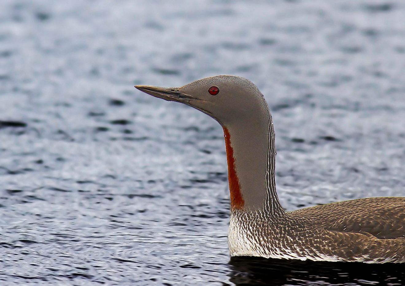 The red-throated loon is a bird that can be found in Kazakhstan. 