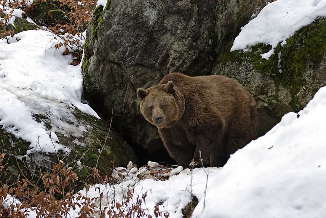 10 Animals Who Hibernate - WorldAtlas