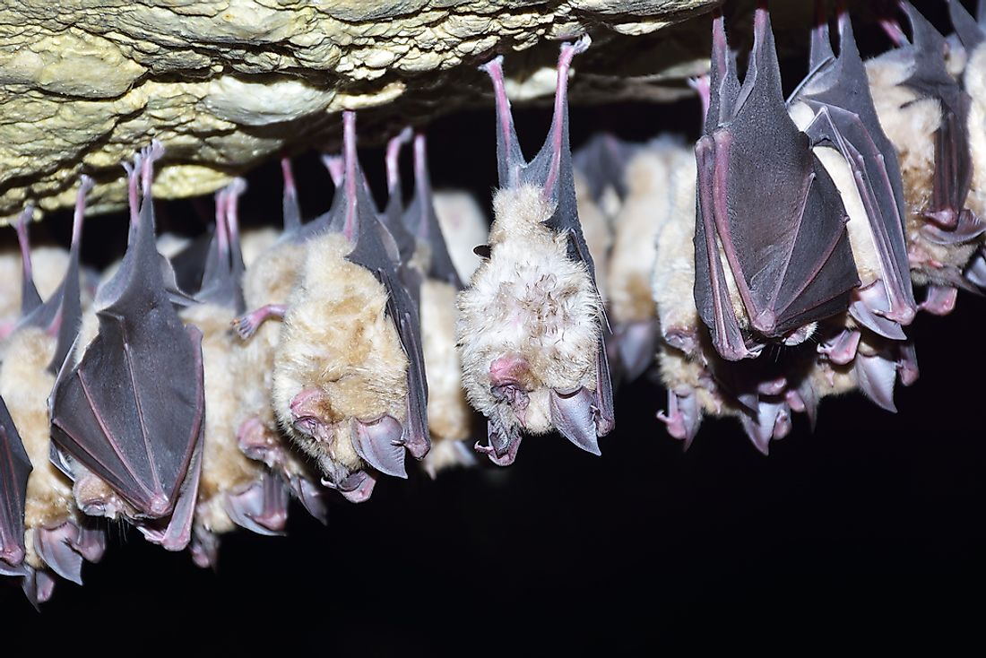 Some species of bats live in colonies of upwards of a million members. 