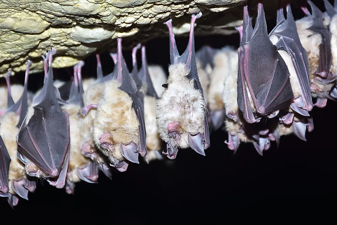 Some species of bats live in colonies of upwards of a million members.