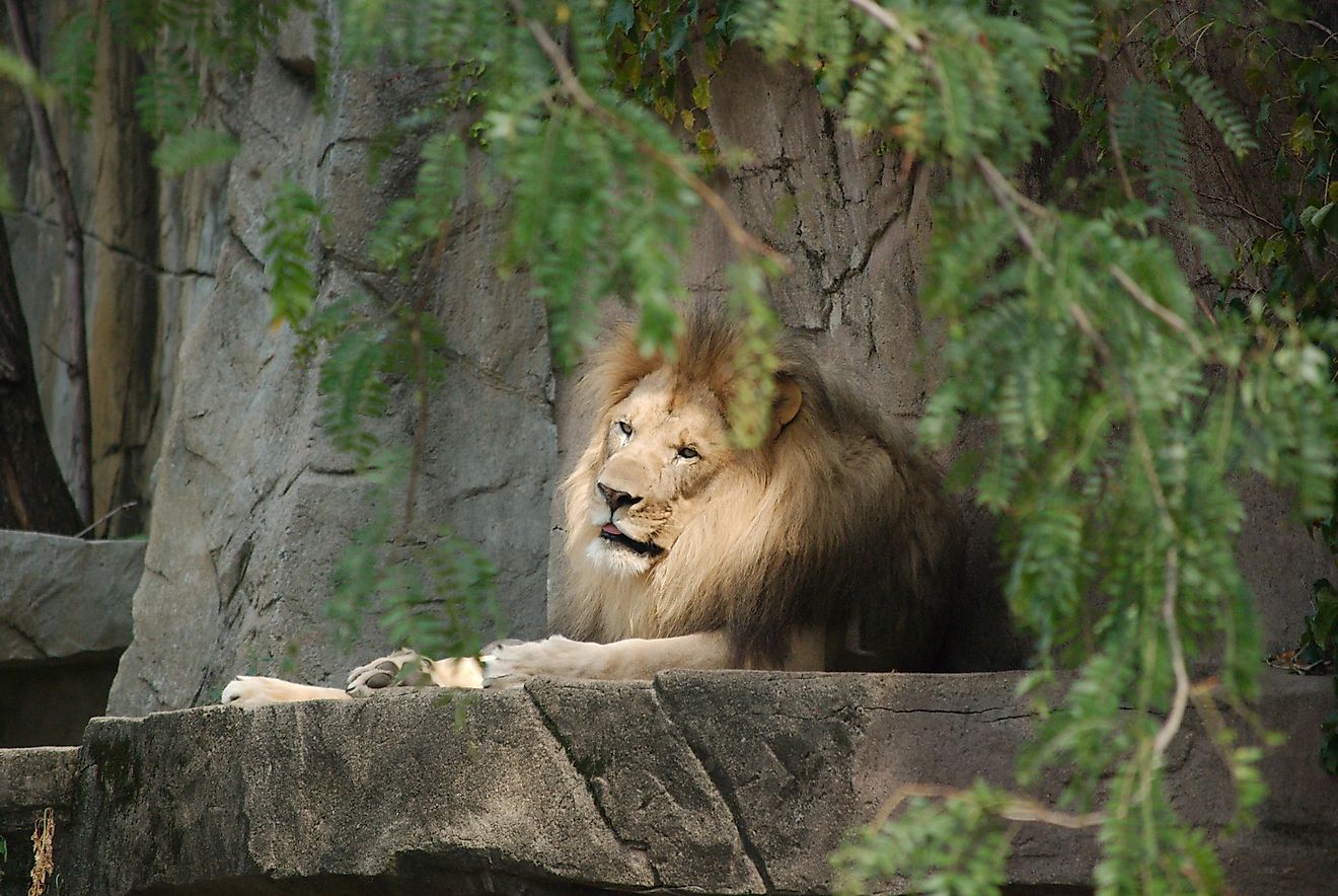 A lion at the Brookfield Zoo. Image credit: Brian Kapp/Shutterstock.com
