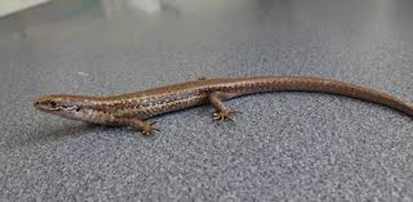 Chesterfield Skink. Image credit: www.rnz.co.nz