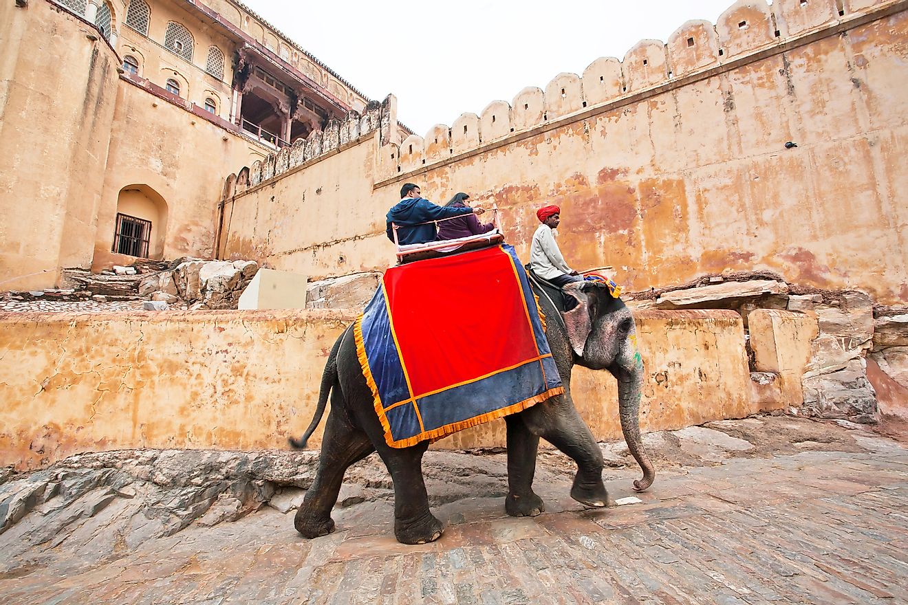 Elephants made to walk in unnatural conditions on hot, scorching stone surfaces to carry tourists to and fro all day at the Amer Fort, Jaipur, India. Image credit: Radiokafka