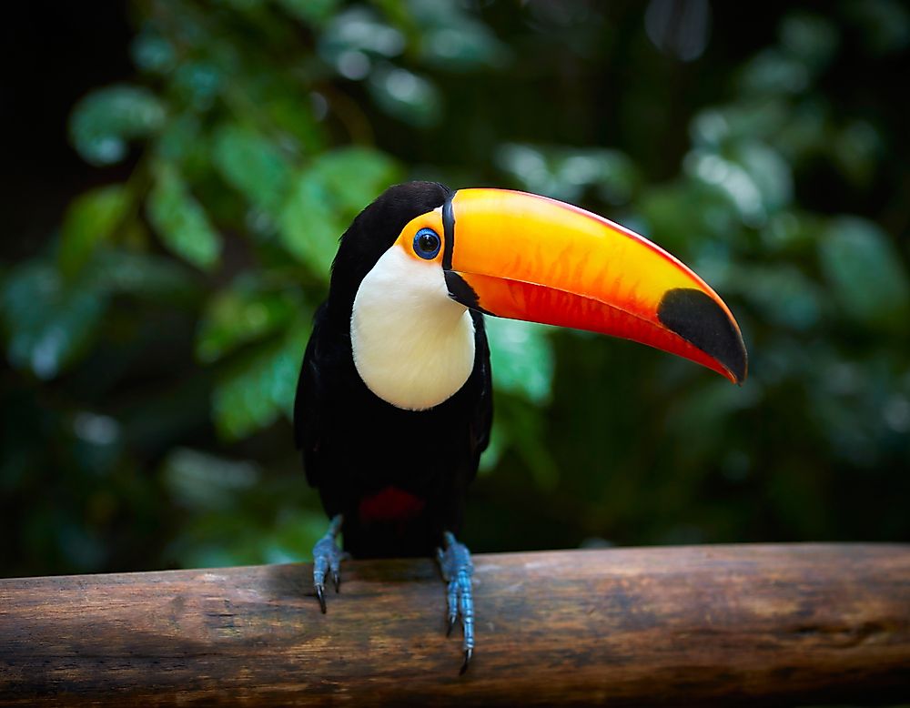 10 Animals Found In Brazil WorldAtlas